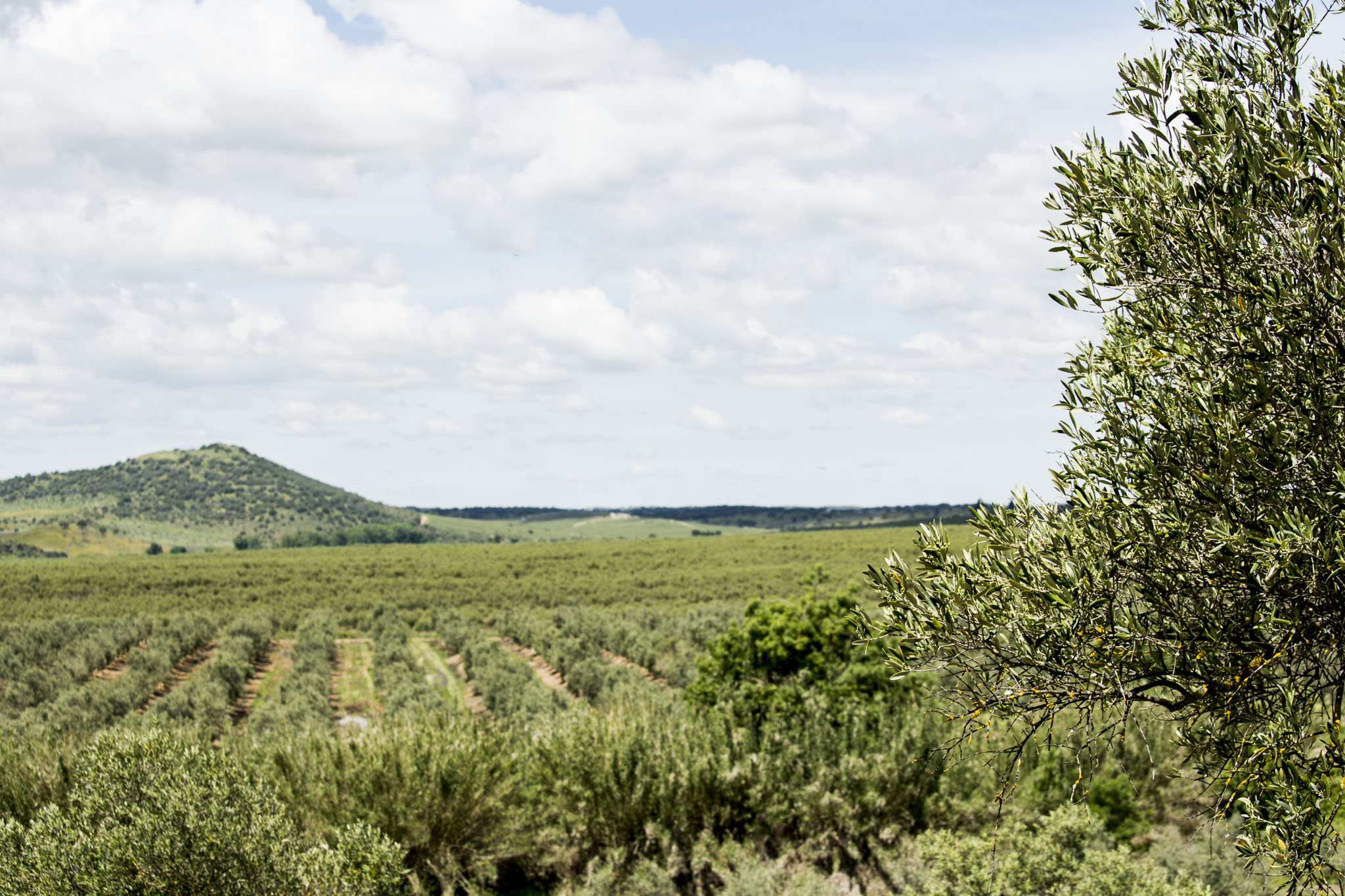 Paisagem típica do Alentejo com olivais extensos
