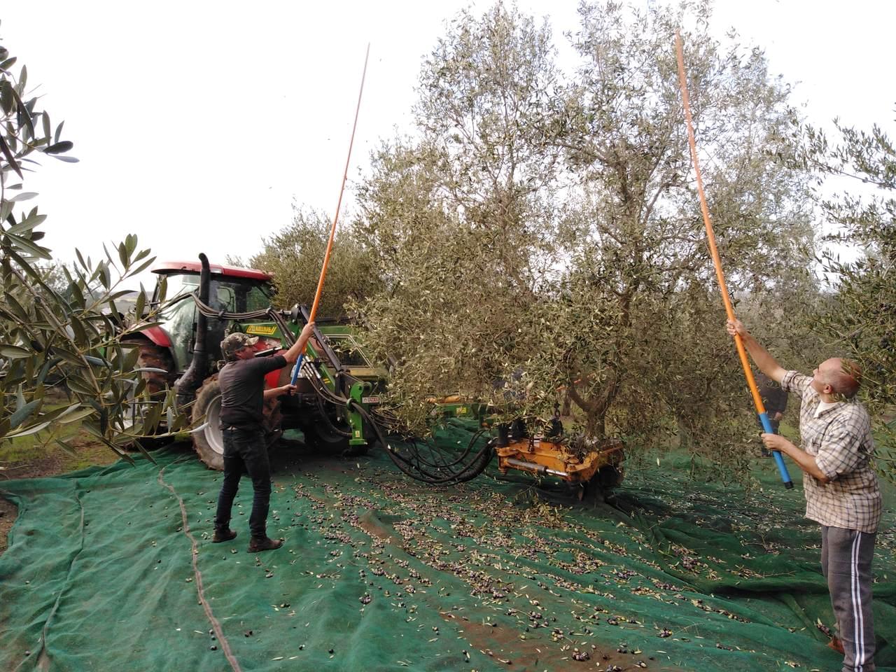 Processo de colheita manual de azeitonas