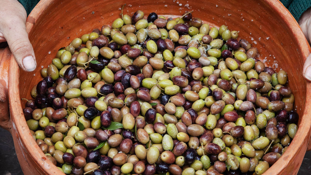 Colheita tradicional de azeitonas no Alentejo