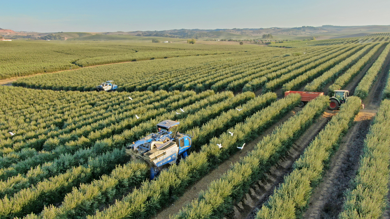 Métodos tradicionais de produção de azeite no Alentejo
