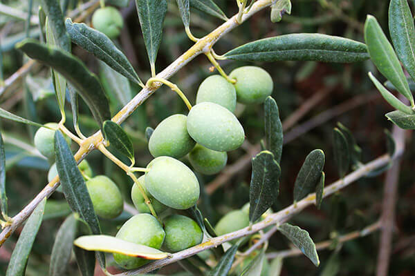 Azeitonas Cordovil com folhas verdes