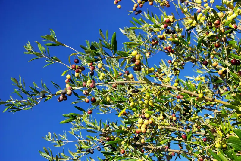 Azeitonas Galega maduras na árvore