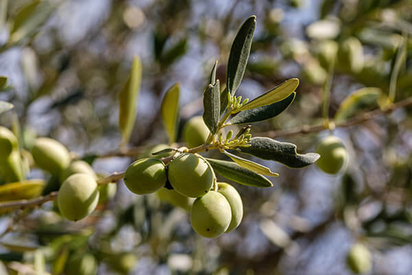 Azeitonas Verdeal alentejana frescas